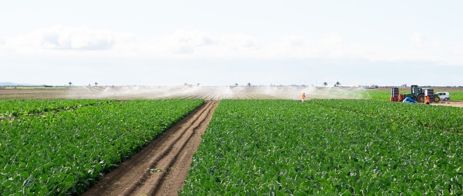 Cultivo hortícola Lebrija 2026