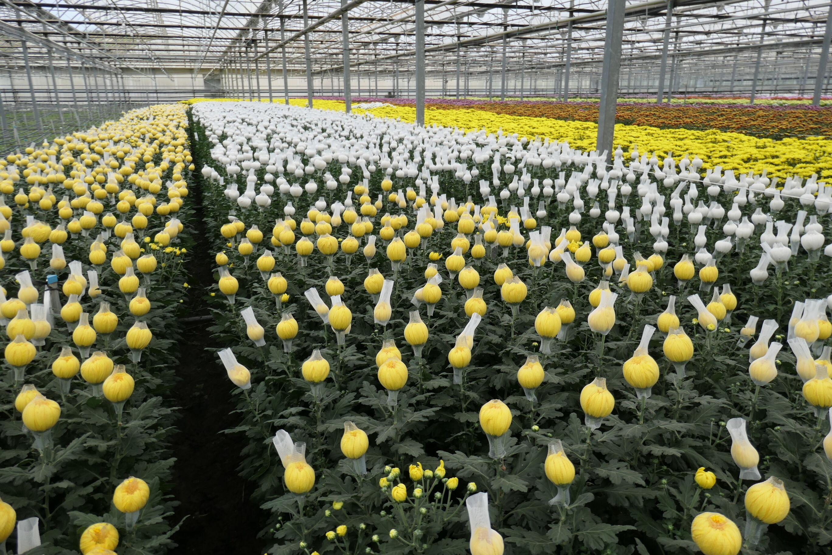 El alcalde visita la empres Flores de Lebrija octubre 2022 (1)