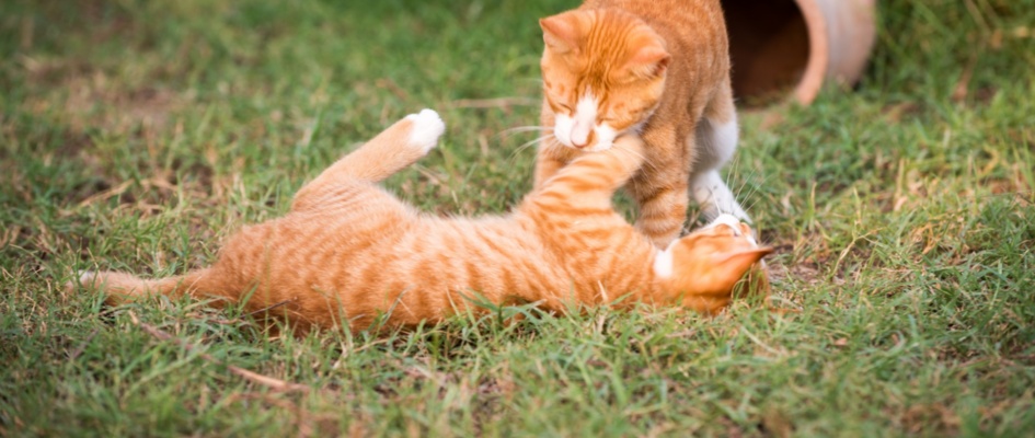 Gatos - imagen archivo