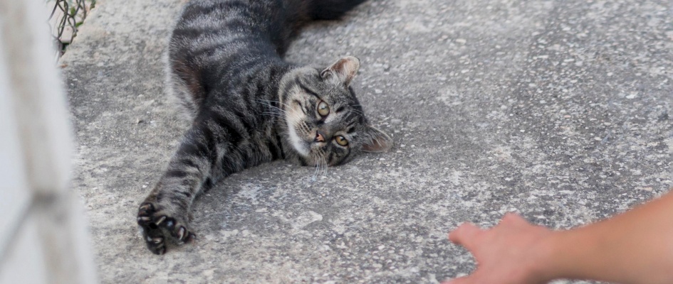 Gatos vía pública - imagen archivo