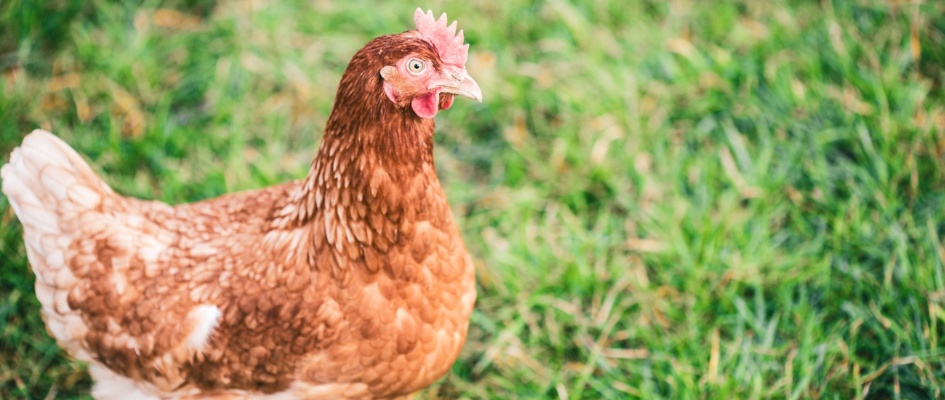 Imagen archvio Gallina