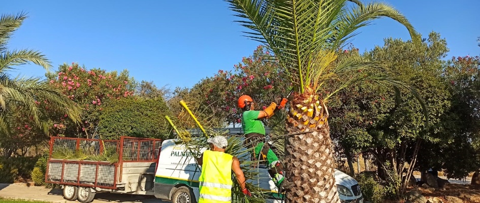 Poda Palmera agosto 26