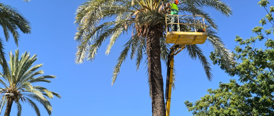Poda palmera en altura - 2025