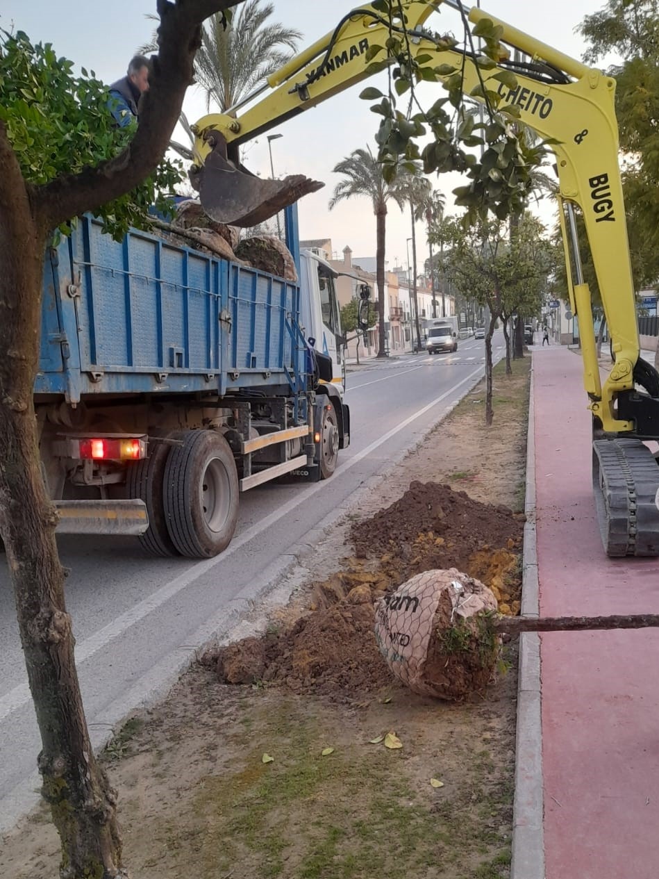 Reposición naranjos (2)