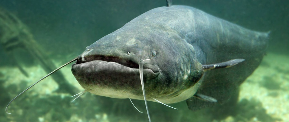 Siluro (3)