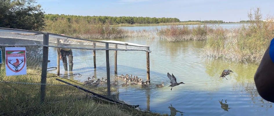 Suelta cerceta pardilla Balsa Melendo - LEBRIJA (5)