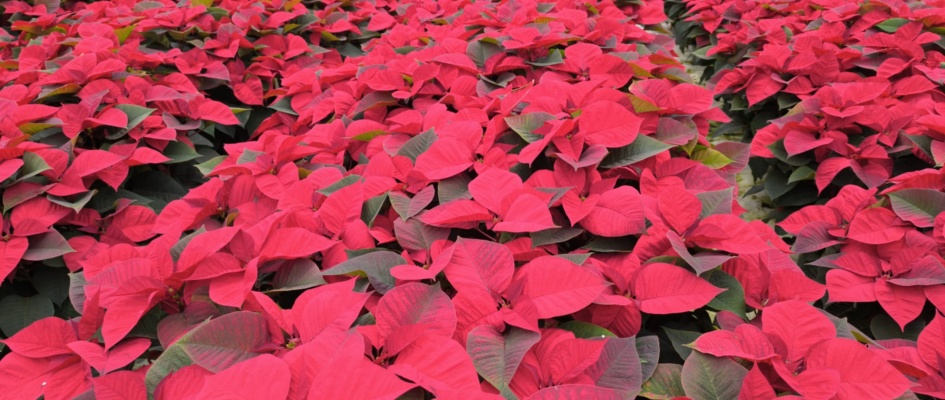 Visita empresa Flores de Lebrija 2025 (2)